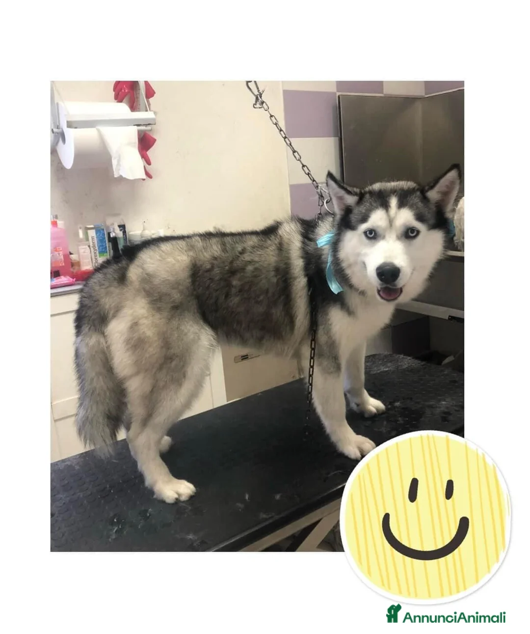 Husky cani in vendita: Husky maschio di 5 anni - Annuncio 4