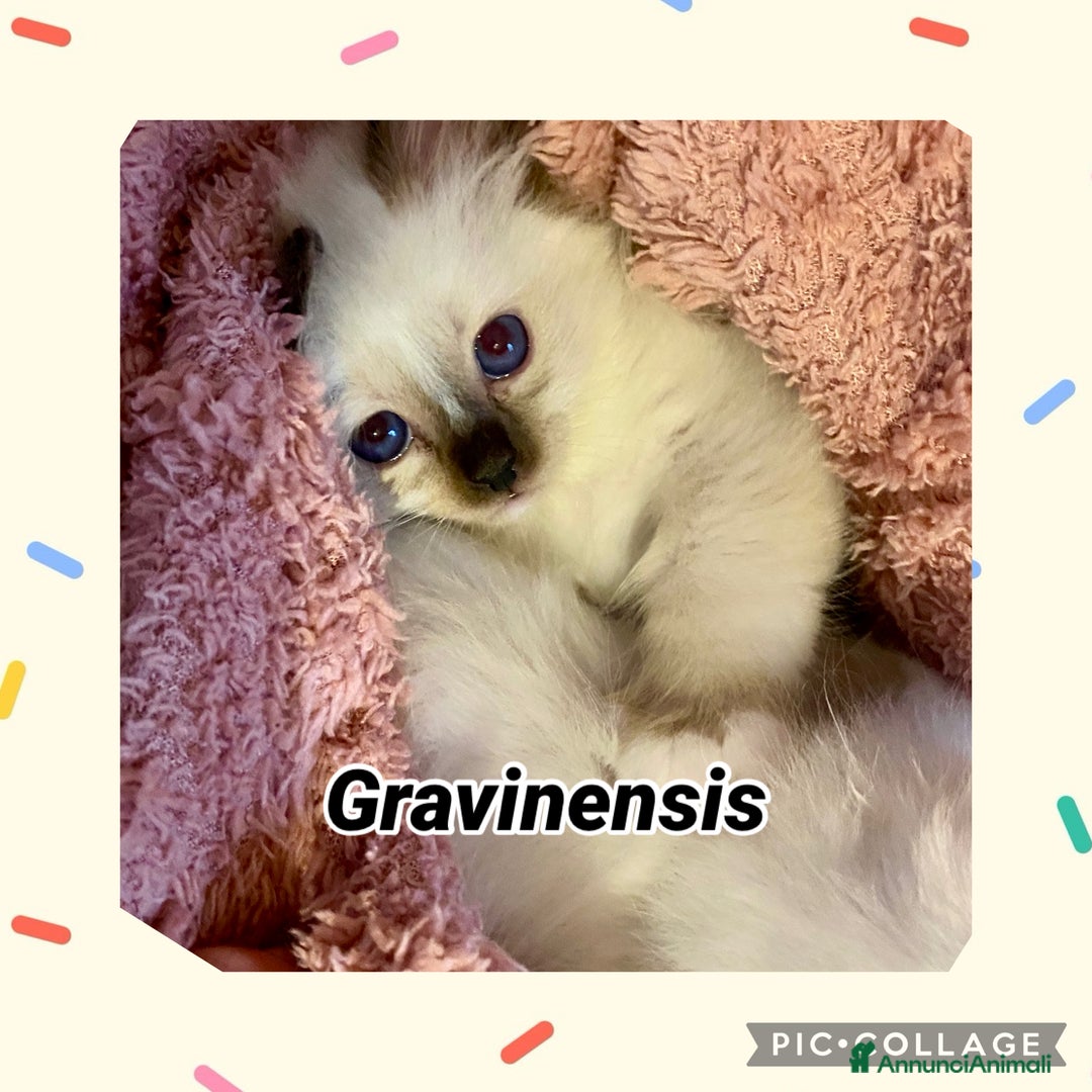 Sacro di Birmania gatti in vendita: Disponibili cuccioli Birmani – alleva enfi wcf - Annuncio 7