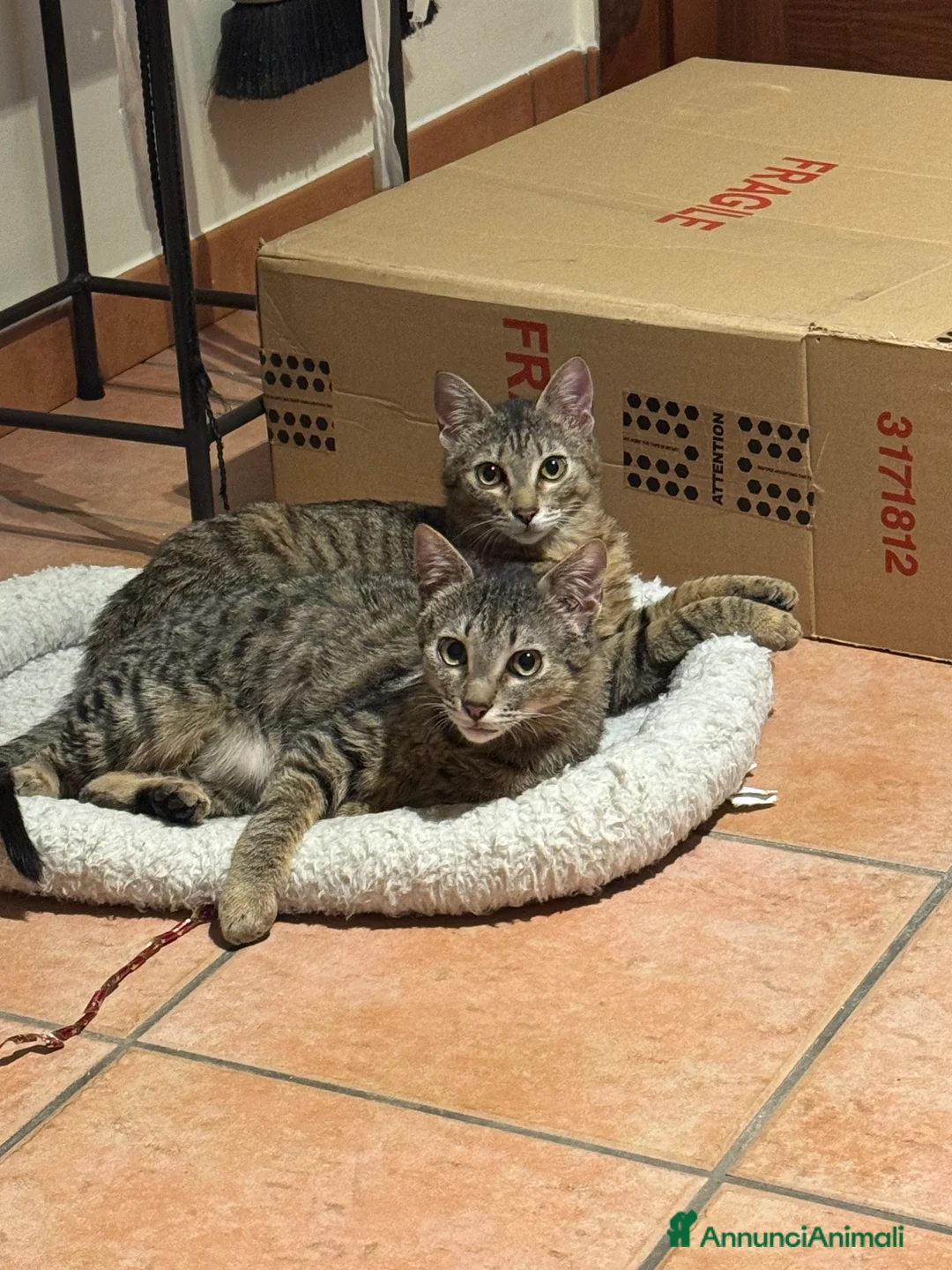 Europeo gatti in regalo: Gemellini di 5 mesi inseparabili a Cremona  - Annuncio 6