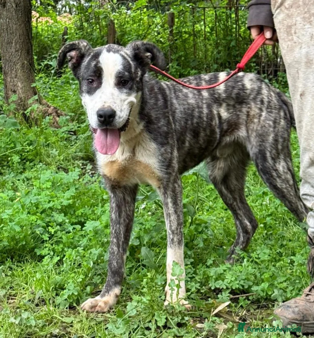 Meticcio cani in regalo: OTIS ASPETTA UNA MAMMA  - Annuncio 3