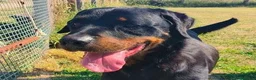 Rottweiler cani in regalo: ADAMO, splendido Rottweiler - Annuncio 1