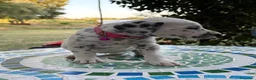 Dalmata cani in vendita: Cuccioli di Dalmata - Annuncio 4