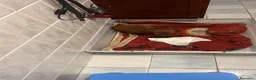 Barboncino Toy cani in vendita: Cuccioli barboncino toy rosso - Annuncio 2