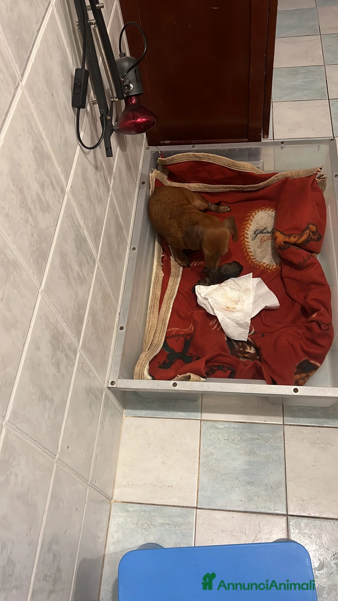 Barboncino Toy cani in vendita: Cuccioli barboncino toy rosso - Annuncio 2