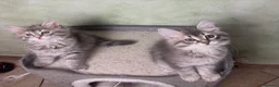 Siberiano gatti in vendita: Ultimi due cuccioli gatto siberiano pedigree ENFI - Annuncio 2