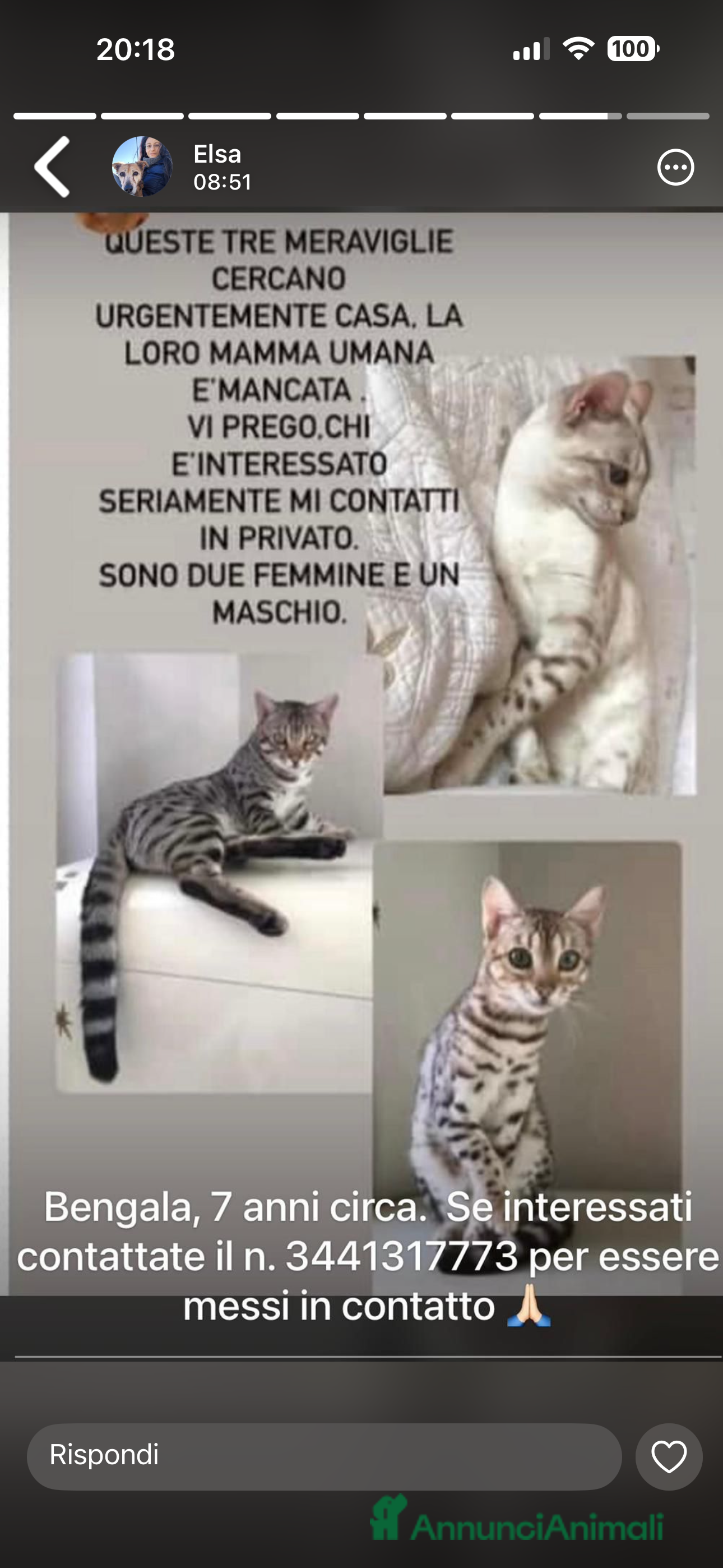 Bengala gatti ADOZ. Del cuore : cercano urgentemente casa!!!! - Annuncio 20