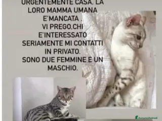Bengala gatti ADOZ. Del cuore : cercano urgentemente casa!!!! - Annuncio 16