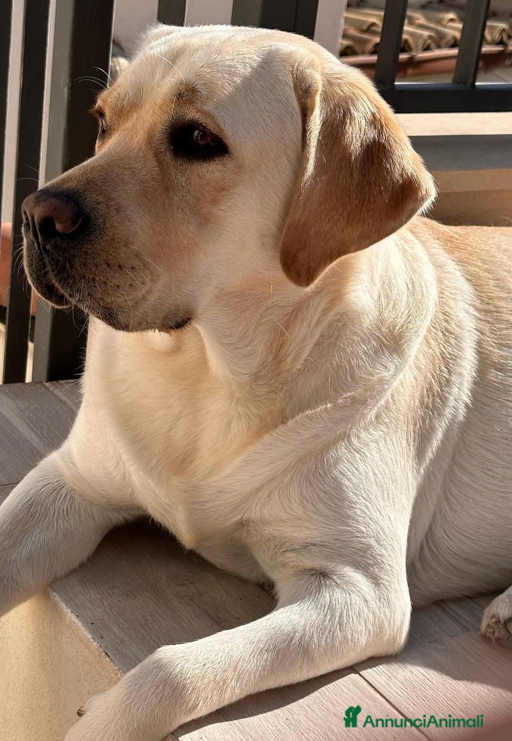 Labrador cani Disponibili cuccioli Labrador di alta genealogia - Annuncio 16