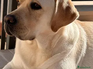Labrador cani Disponibili cuccioli Labrador di alta genealogia - Annuncio 16
