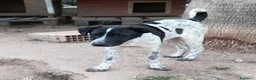 Meticcio cani in regalo: CUCCIOLO JACK ASPETTA UNA MAMMA  - Annuncio 5