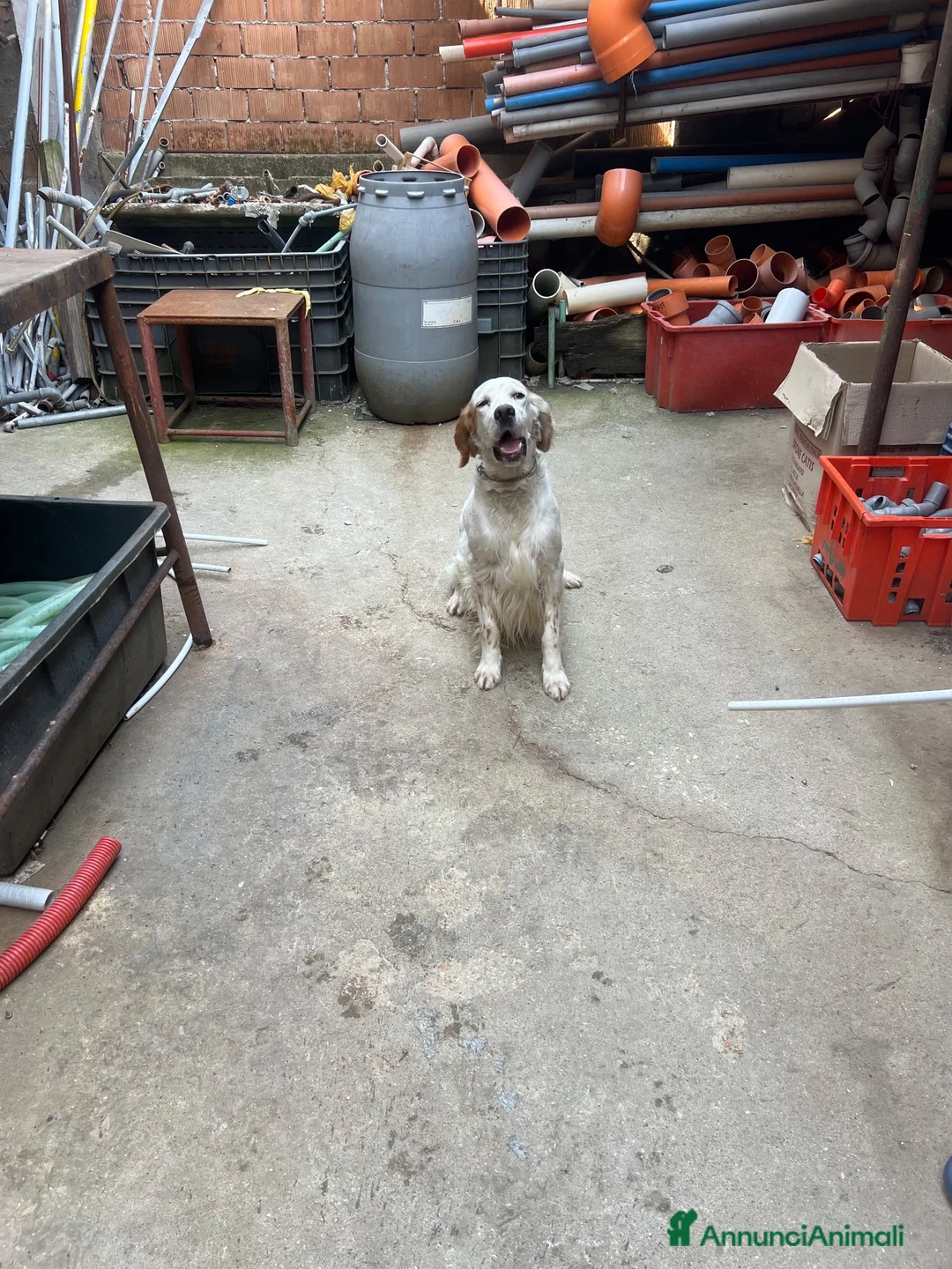 Setter Inglese cani in regalo: Setter da caccia a Provincia di Pesaro e Urbino - Annuncio 2