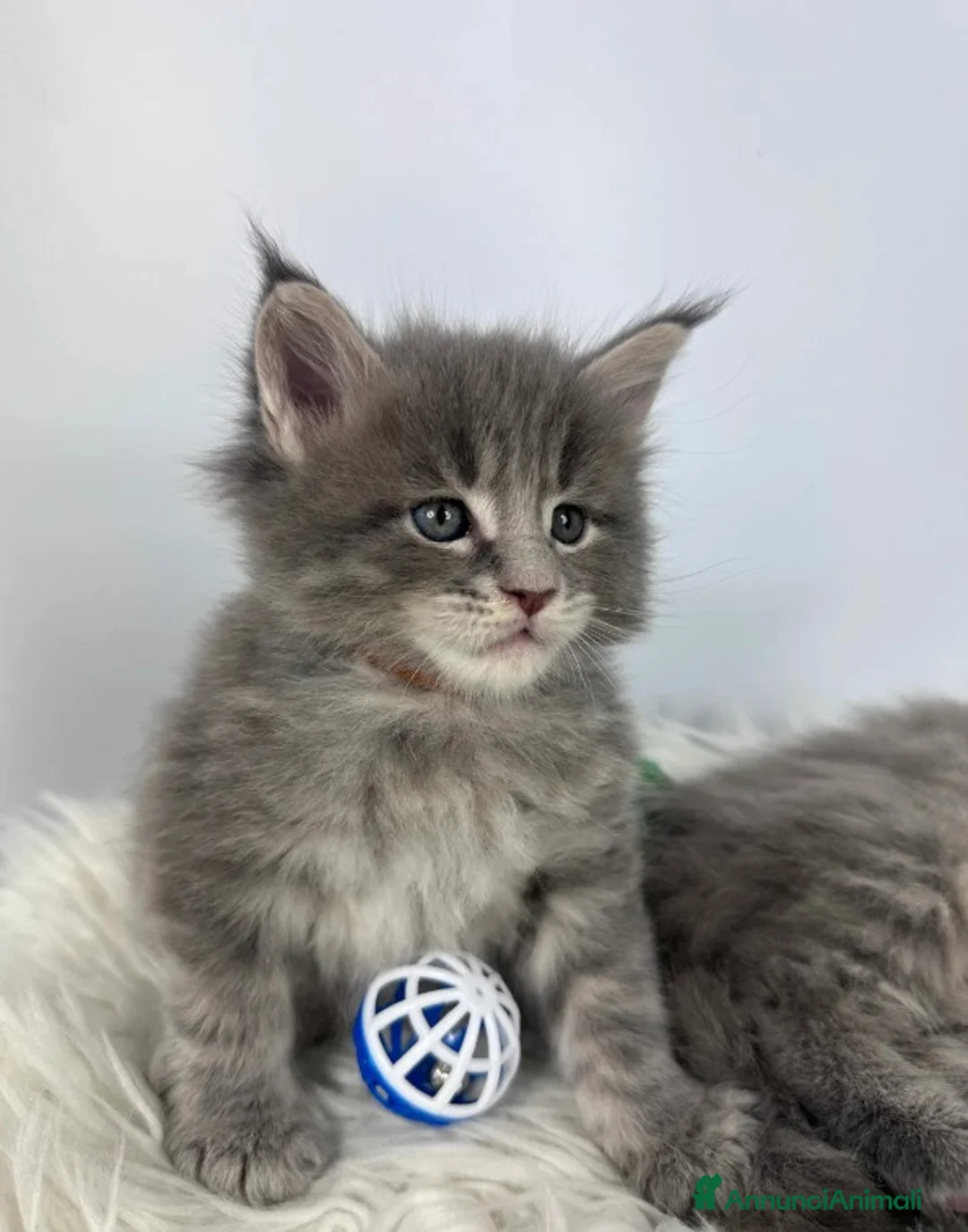 Maine Coon gatti in vendita: 6 splendidi gattini Maine Coon di razza pura - Annuncio 15