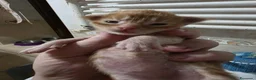Maine Coon gatti in vendita: Cuccioli di Maine coon, vari manti  - Annuncio 10
