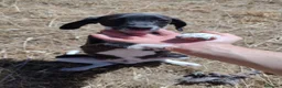 Segugio cani in regalo: Splendido Segugio di 2 mesi (Catania) - Annuncio 5