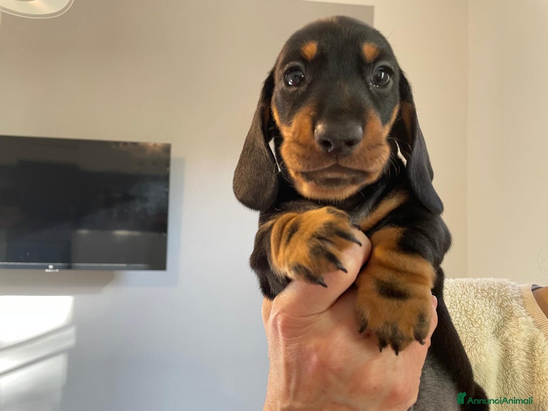 Bassotto cani in vendita: Bassotti Tedeschi Nani a Pelo Corto-Pedigree  - Annuncio 23