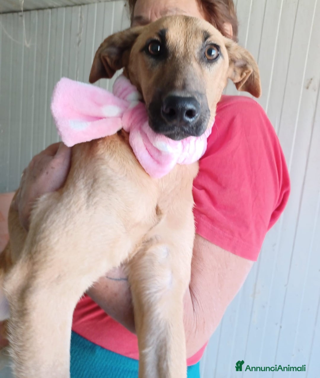 Meticcio cani in regalo: LA TIMIDA ALBICOCCA a Città metropolitana di Roma Capitale - Annuncio 6