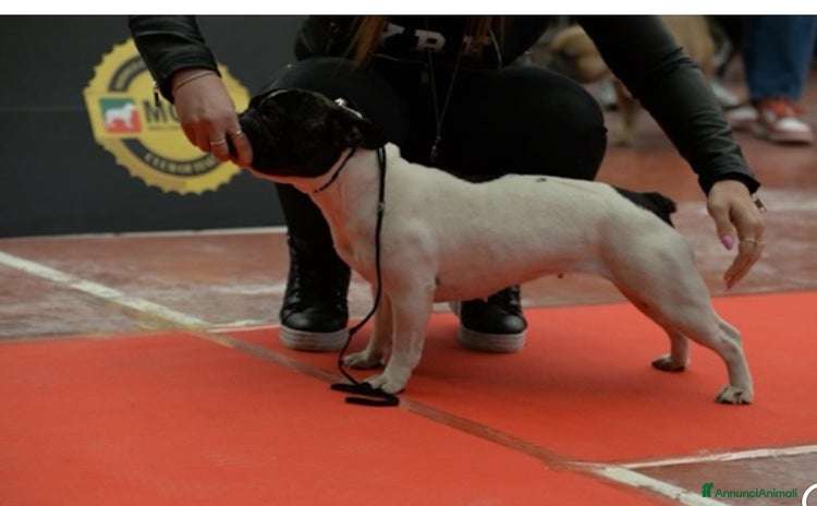 Bulldog Francese cani a Città Metropolitana di Milano - Annuncio 3