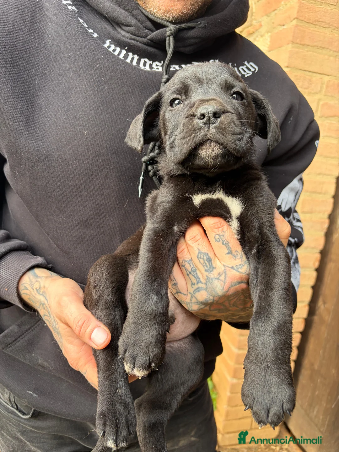 Cane Corso cani in vendita: Cuccioli di Cane Corso - Annuncio 11