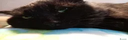 Europeo gatti in regalo: ADOZIONE DEL CUORE ❤️ gatto 12 anni a Provincia di Padova - Annuncio 11