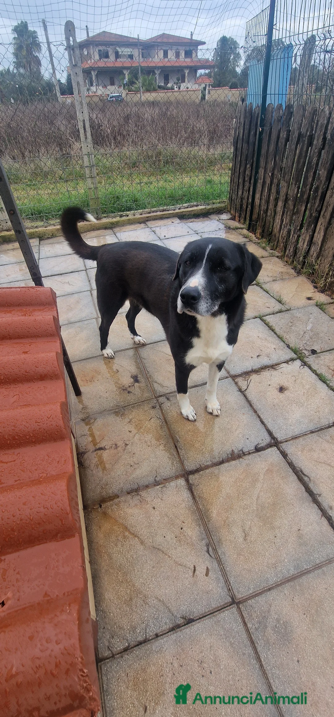 Meticcio cani in regalo: Bardy - Annuncio 3