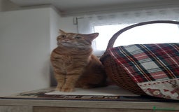 Altre razze gatti in regalo: Adozione del cuore due mici di tre anni - Annuncio 7