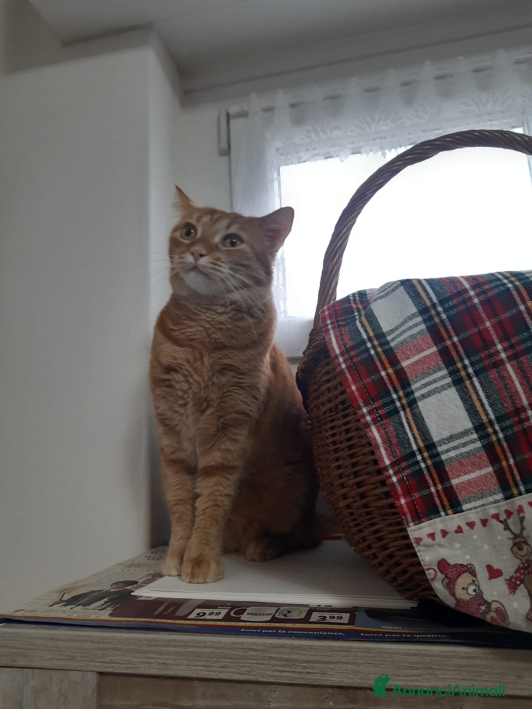 Altre razze gatti in regalo: Adozione del cuore due mici di tre anni - Annuncio 7