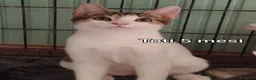 Altre razze gatti in regalo: TANTI GATTINI SOLI!  - Annuncio 4