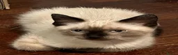 Siamese gatti in vendita: Gattine siamesi - Annuncio 5