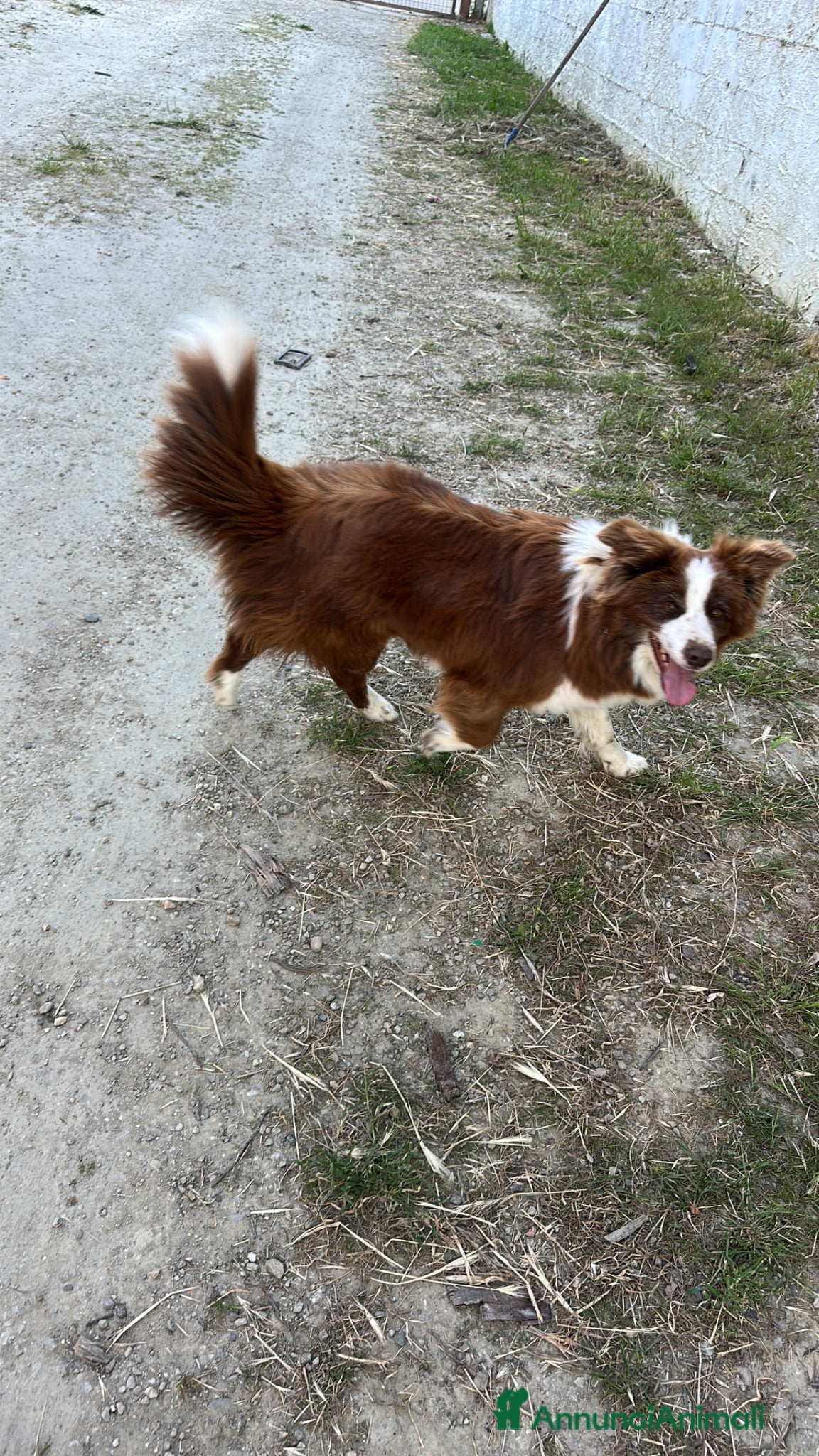 Border Collie cani Border collie femmina - Annuncio 2