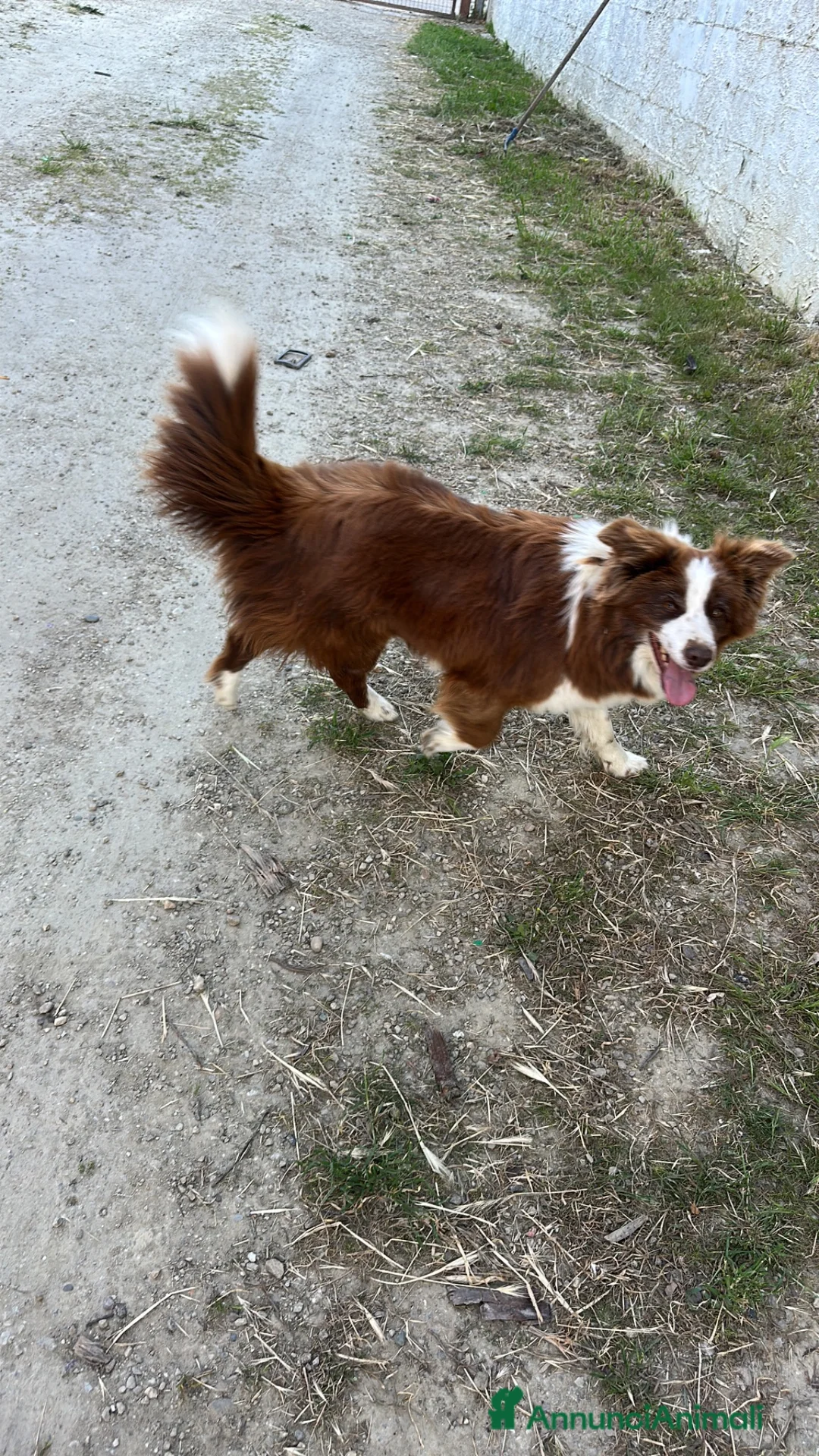 Border Collie cani in vendita: Border collie femmina - Annuncio 1