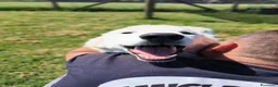 Pastore Maremmano cani in regalo: SVEN, cucciolone di pastore abruzzese - Annuncio 2