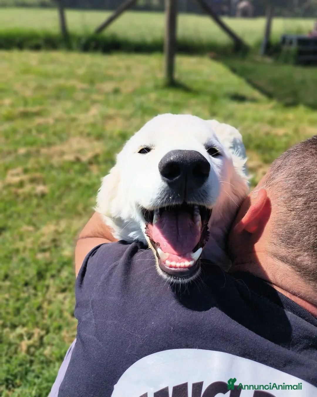 Pastore Maremmano cani in regalo: SVEN, cucciolone di pastore abruzzese - Annuncio 2