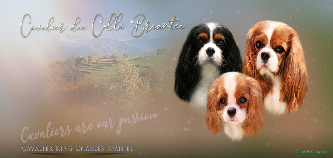 Immagine della galleria {{count}}