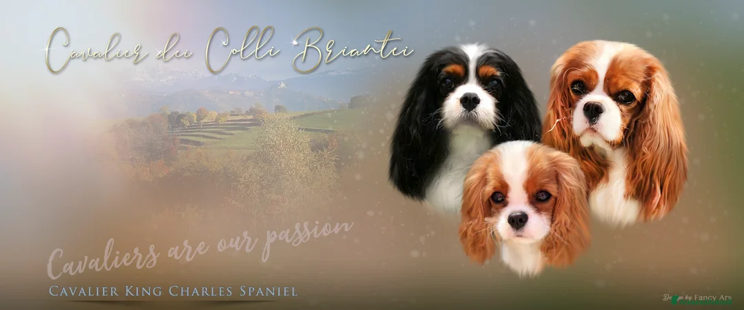 Immagine della galleria {{count}}