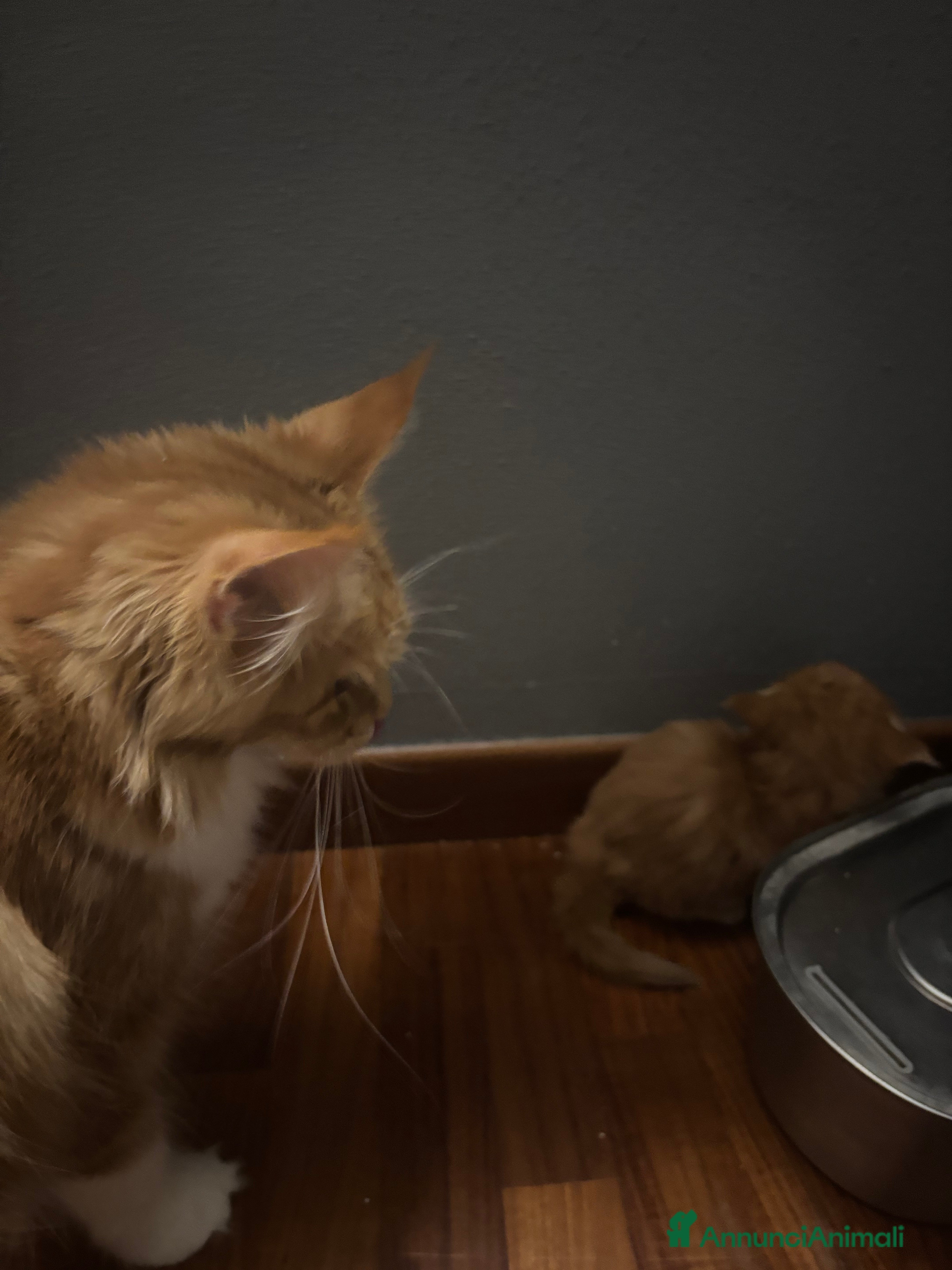 Maine Coon gatti Ultimo cucciolo Maine coon disponibile  - Annuncio 1