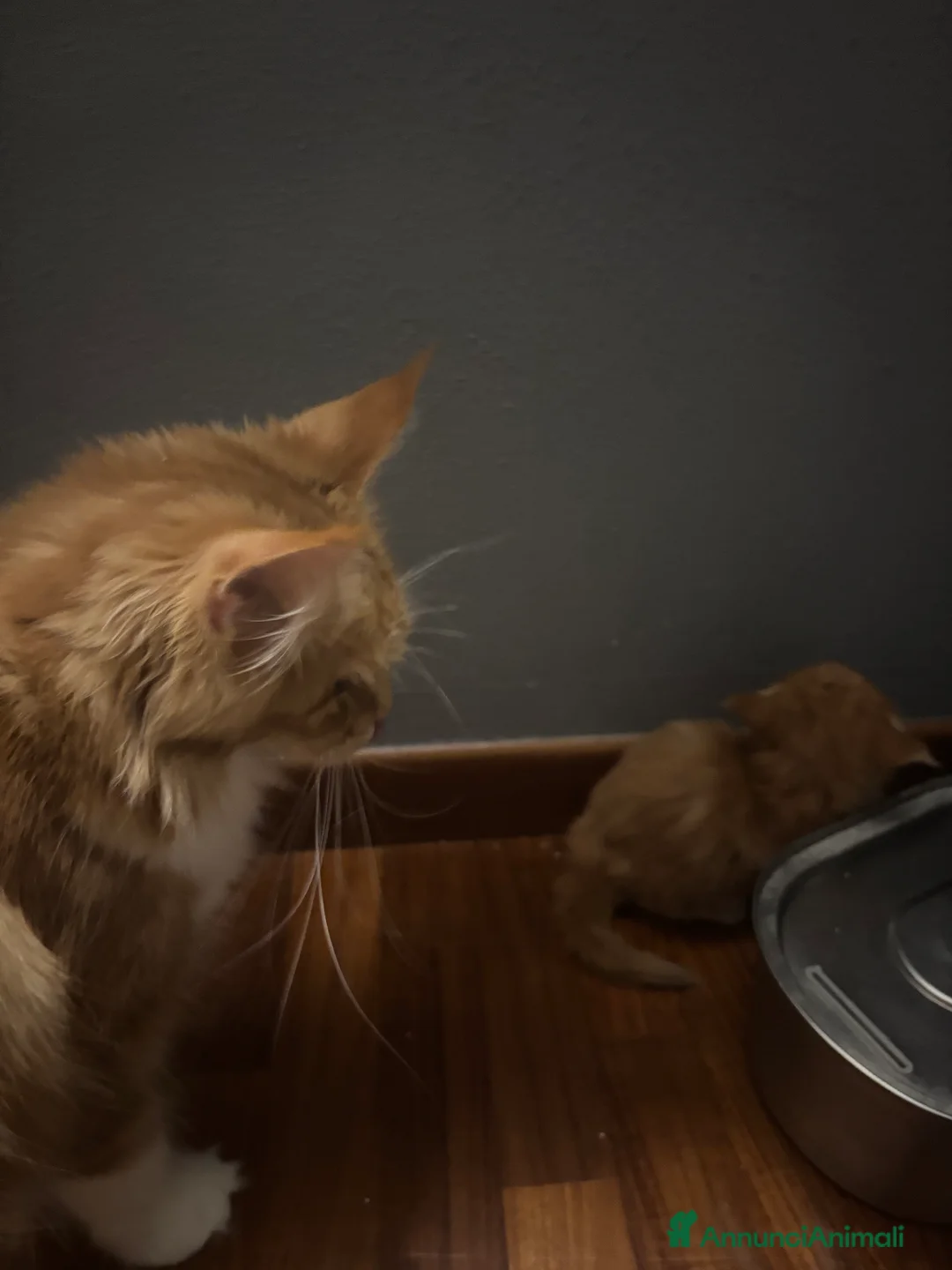 Maine Coon gatti in vendita: Ultimo cucciolo Maine coon disponibile  - Annuncio 1