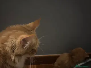 Maine Coon gatti Ultimo cucciolo Maine coon disponibile - Annuncio 2