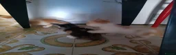 Europeo gatti in regalo: Si regalano cuccioli  - Annuncio 5