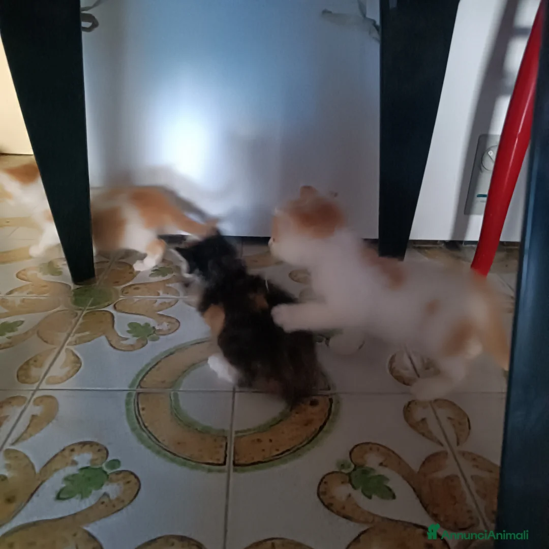 Europeo gatti in regalo: Si regalano cuccioli  - Annuncio 5