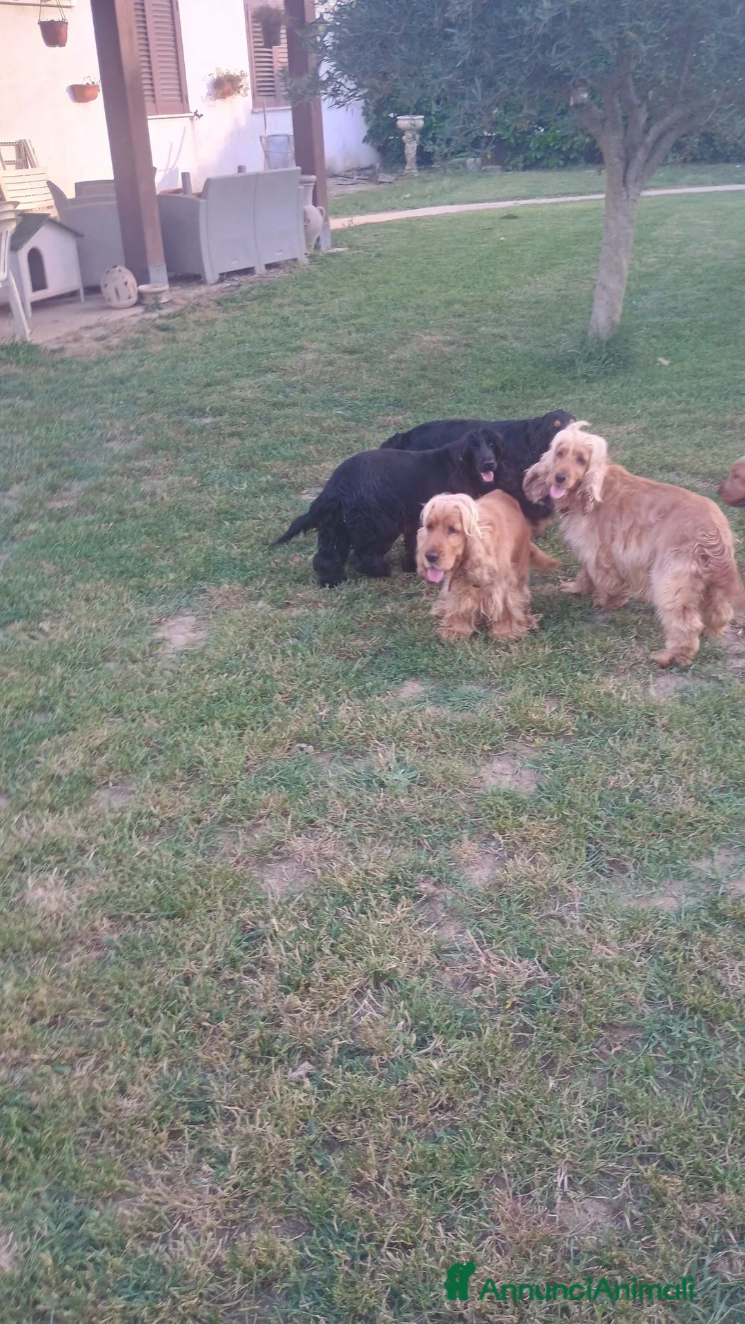 Cocker cani in vendita: Cocker spaniel - Annuncio 1
