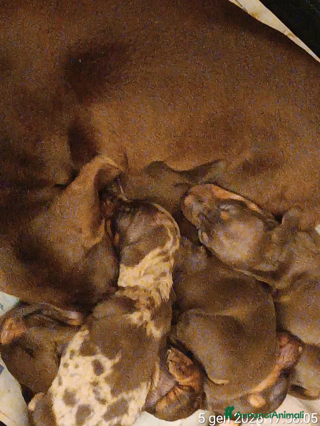 Bassotto cani in vendita: Cucciola bassotto tedesco con Pedigree - Annuncio 6