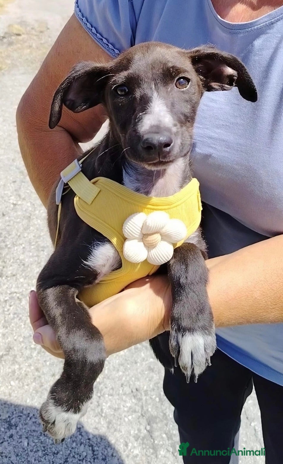 Meticcio cani Batman - Annuncio 41