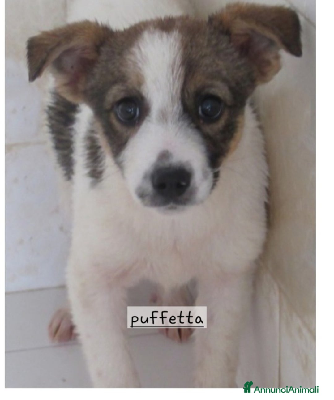 Altre razze cani in regalo: Cagnolini taglia piccola  - Annuncio 3