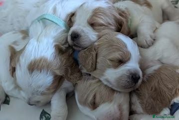Breton cani Ciccioli di Epagneul Breton - Annuncio 1