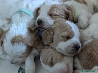 Breton cani Ciccioli di Epagneul Breton - Annuncio 2