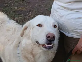 Meticcio cani OSVALDO INC MAREMMANO CERCA LA SUA FAMIGLIA - Annuncio 15