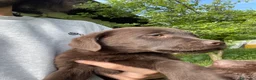 Labrador cani in vendita: LABRADOR CIOCCOLATO CON PEDEGREE a Provincia di Brescia - Annuncio 5
