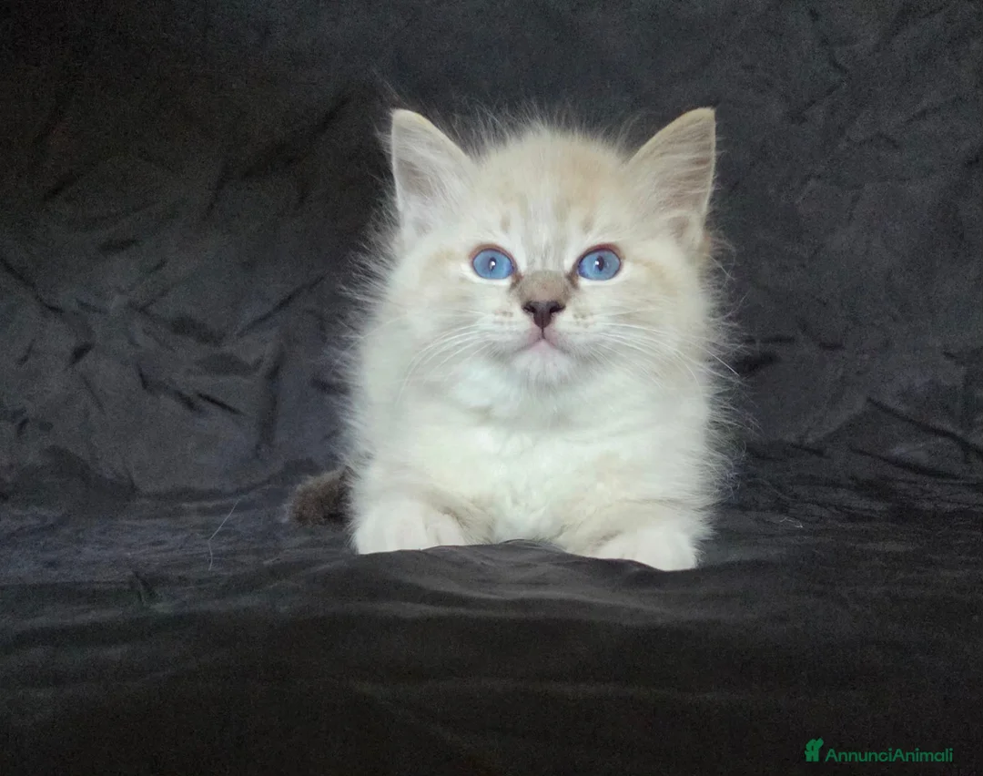Ragdoll gatti in vendita: Cuccioli di Ragdoll di alta genealogia  - Annuncio 6