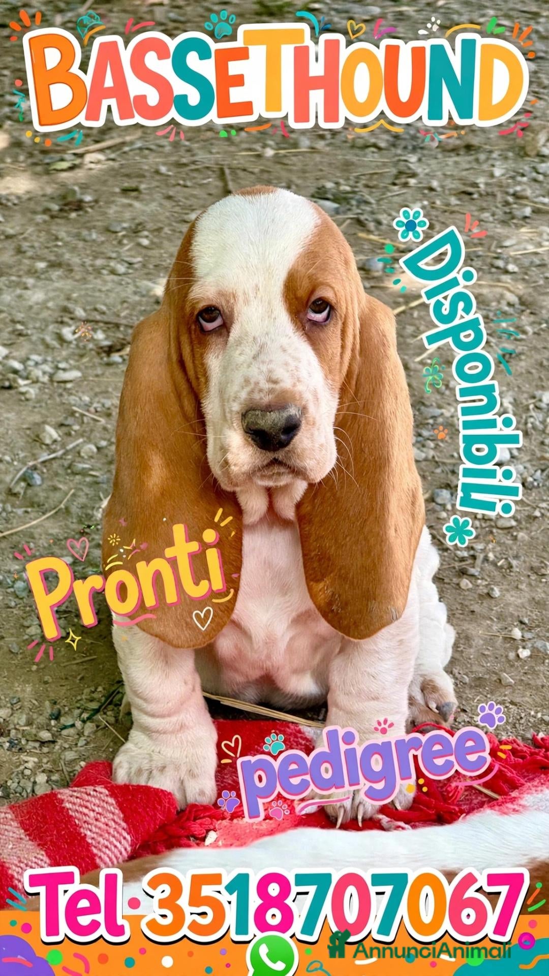 Bassethound cani Bassethoud cucciolo - Annuncio 14