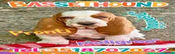 Bassethound cani in vendita: Bassethoud cucciolo - Annuncio 1